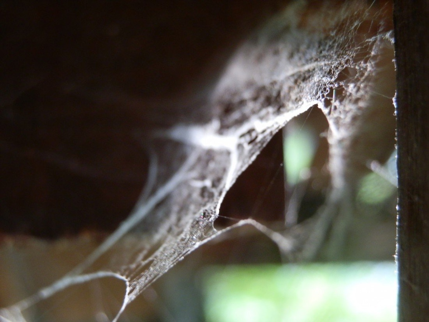 In the web ... by Klara Presečnik