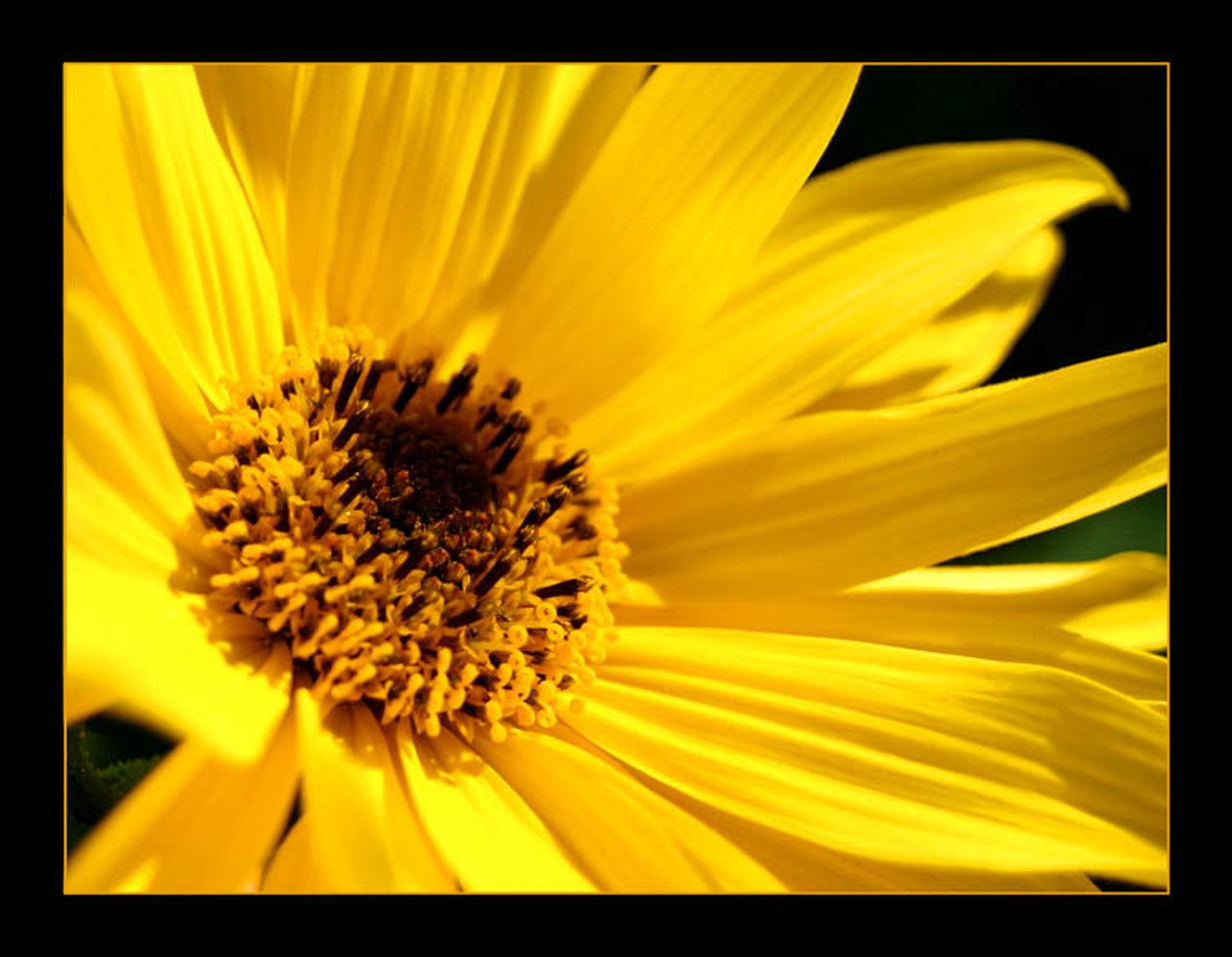 Flower by