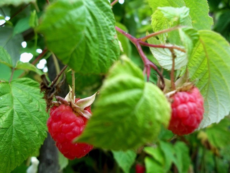 Maline by Anette