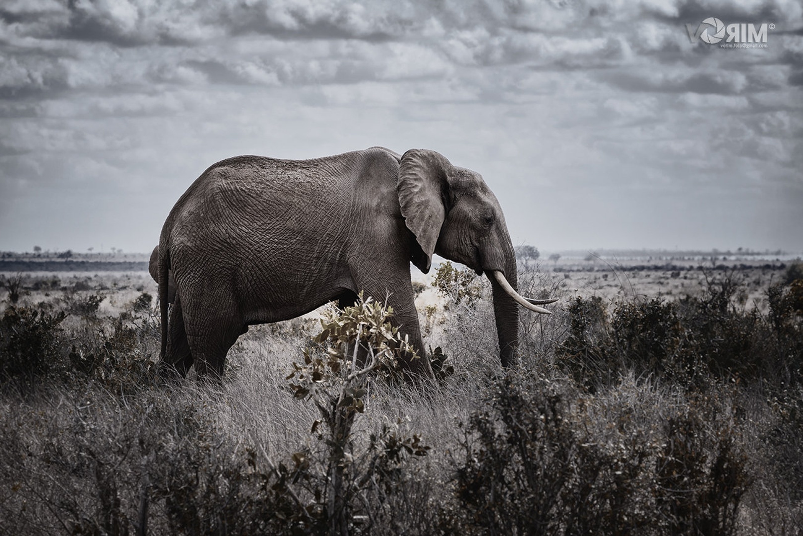 Jumbo by MiroV