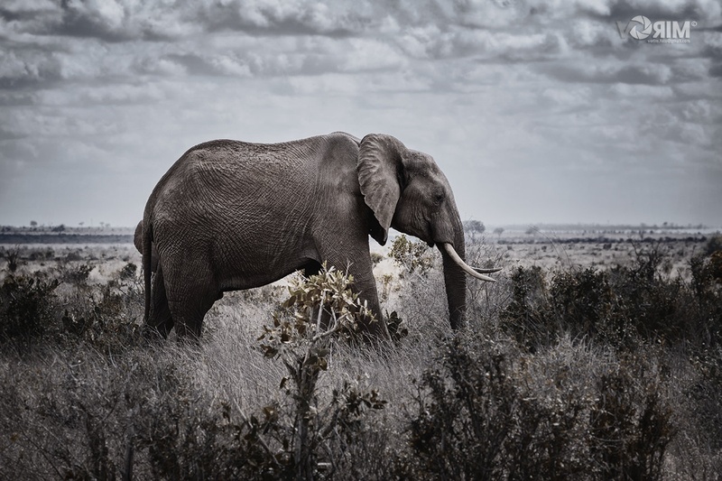 Jumbo by MiroV
