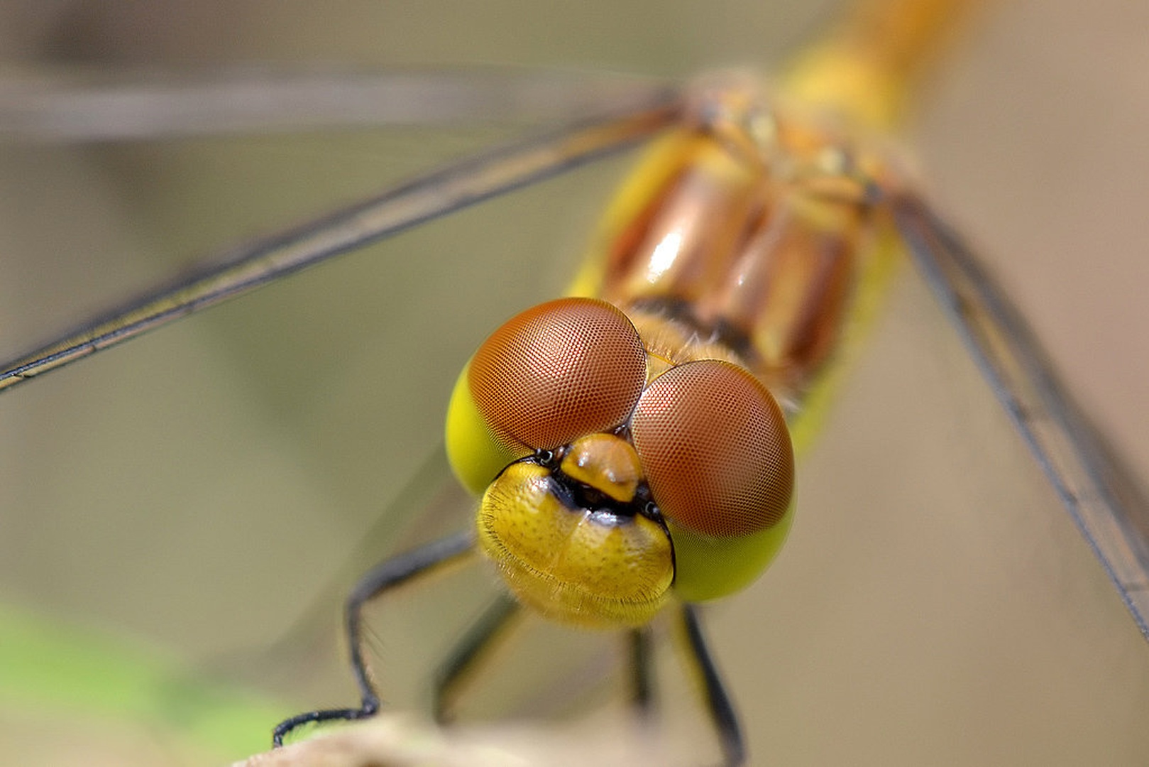 Dragonfly smile by