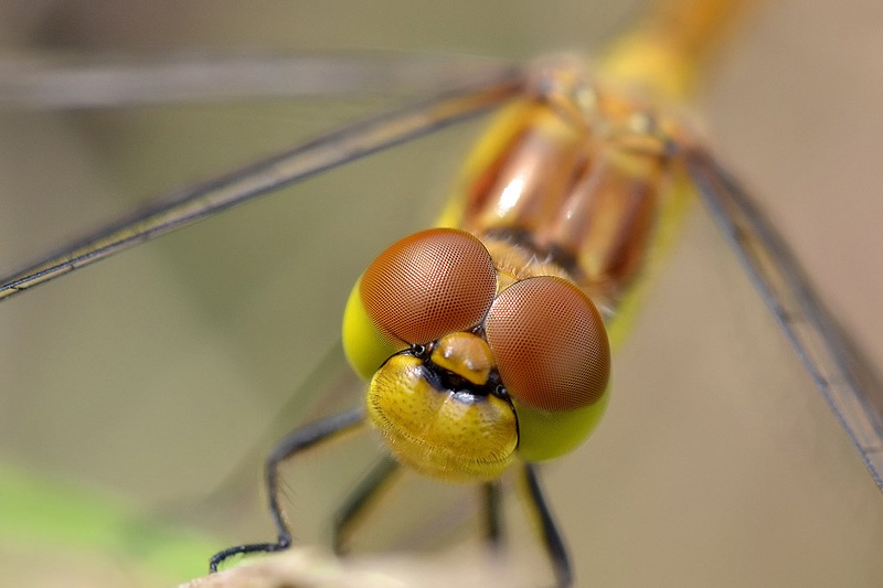 Dragonfly smile by Medicius