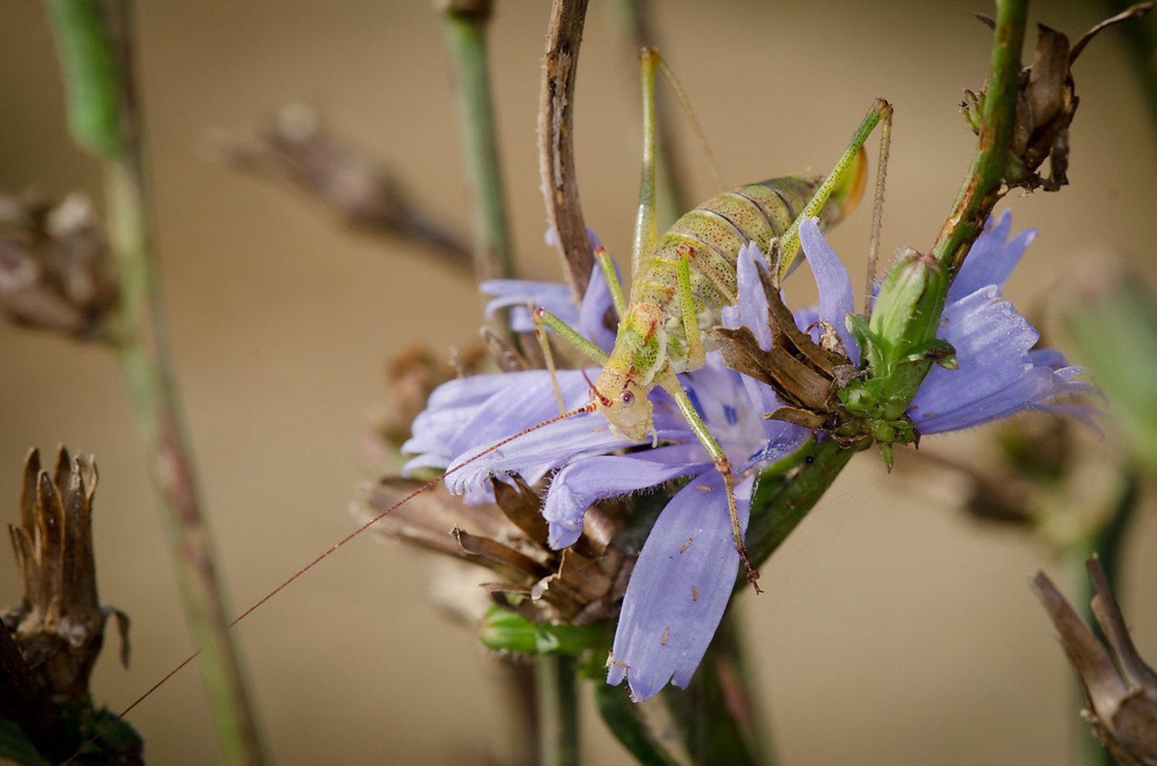 Green on blue camouflage by
