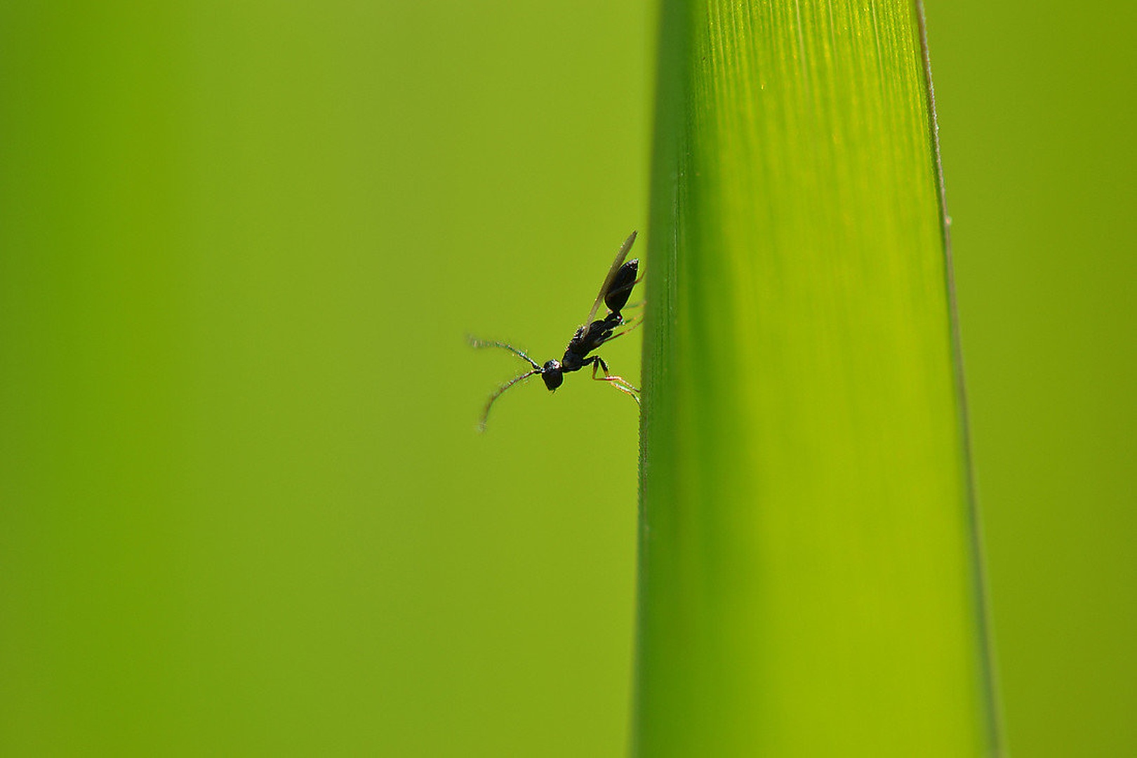 Preflight on green by