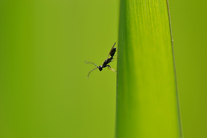 Preflight on green by Medicius