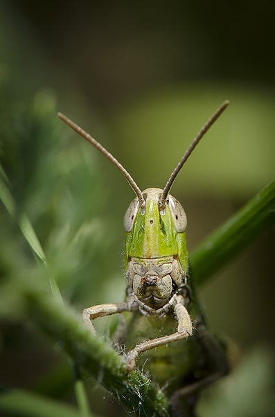 Filthy mouth grasshopper by Medicius