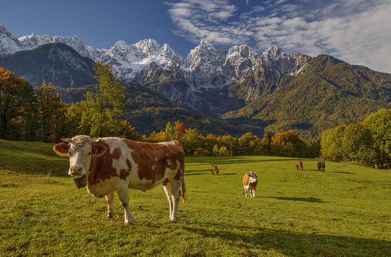 Rajski pašnik by Aleš Frelih