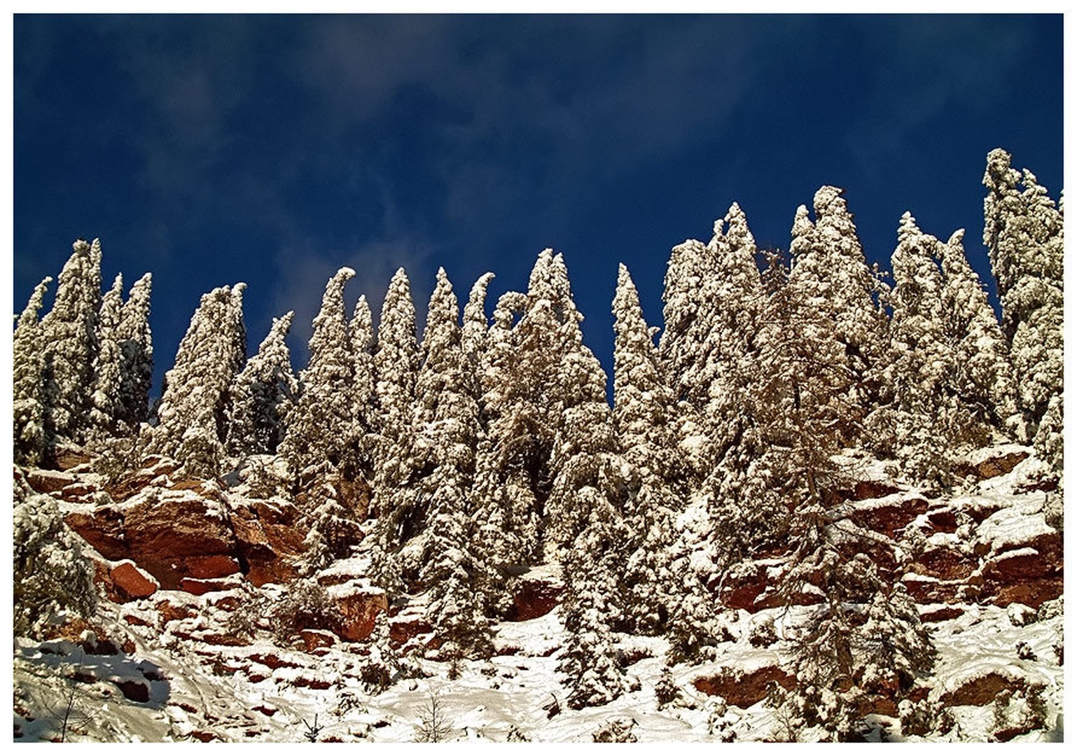 Winter Trees by