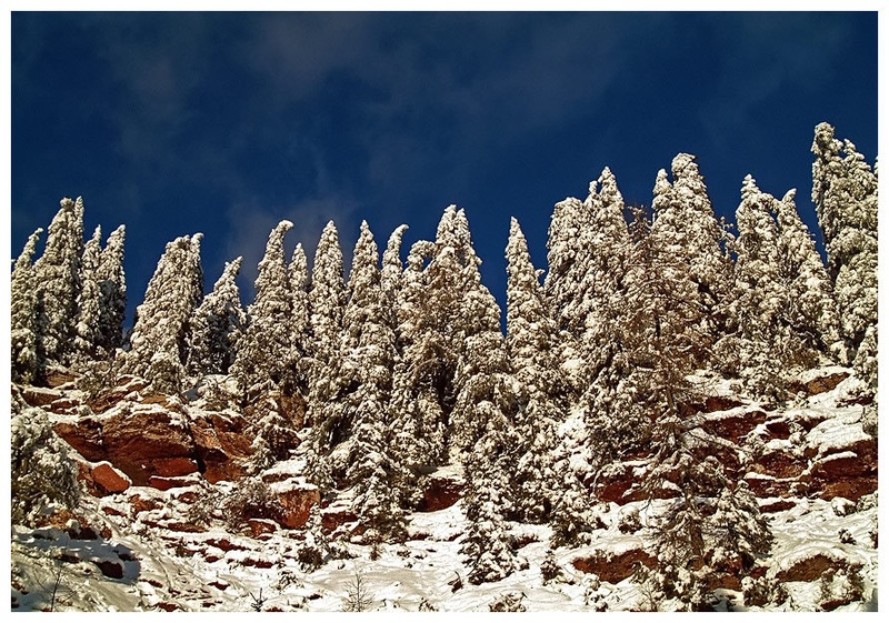 Winter Trees by Schatzi