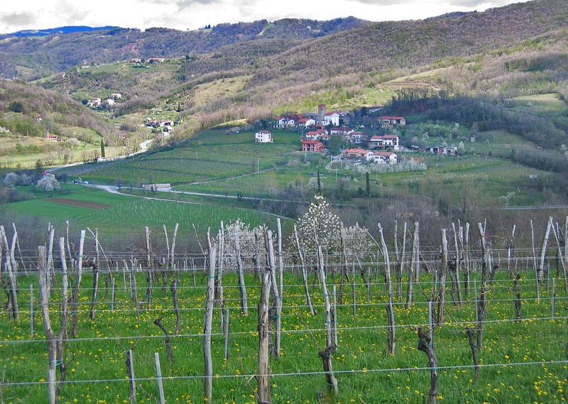Vinograd by Leopold Gril