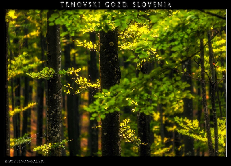 Trnovski Gozd II by Beno Saradzic