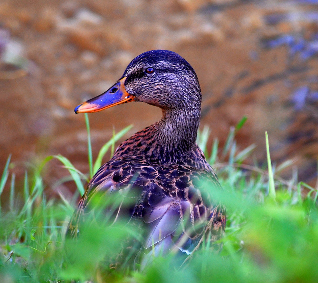 raca izvidnik by martinapodkrižnik