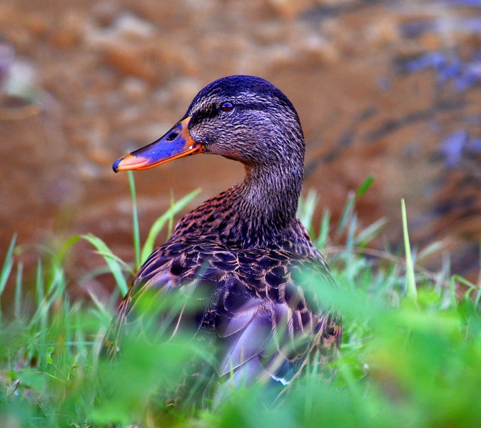raca izvidnik by martinapodkrižnik