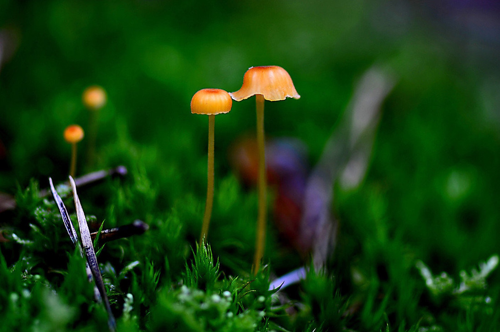 gobice by martinapodkrižnik