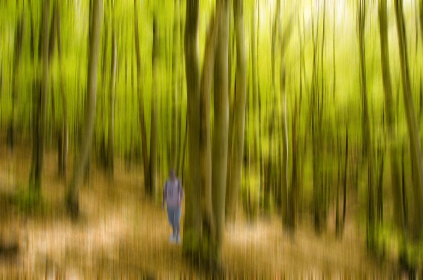 mirage in a beech forest by Igor Jerman