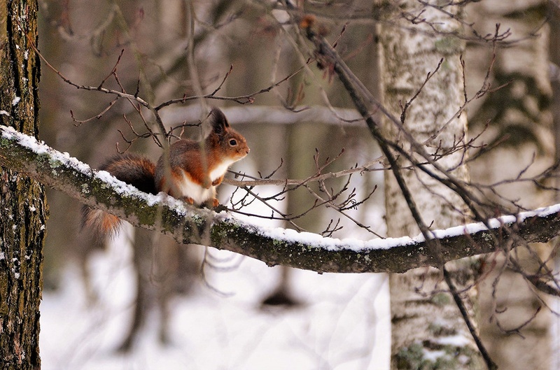 Prvi sneg by Igor Jerman