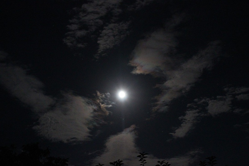 Polna Luna by Daniela