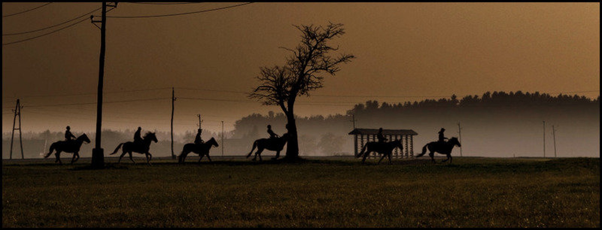 Horses. by Emma Kuster