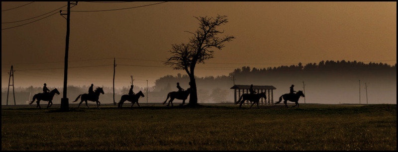 Horses. by Emma Kuster