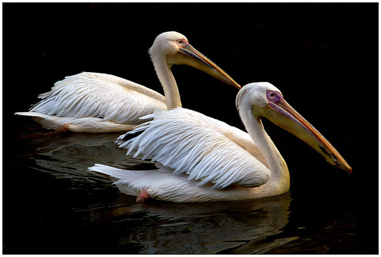 Duo by