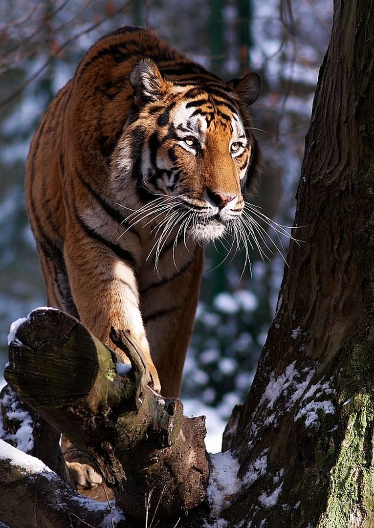 Gospodar II by