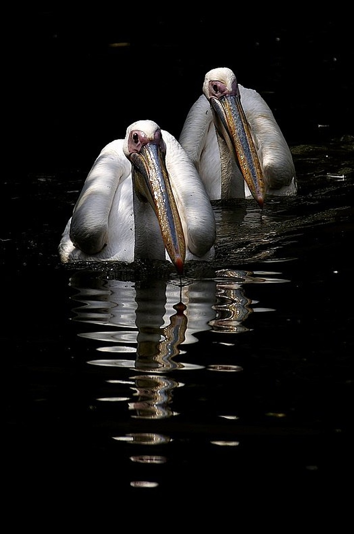Duo by