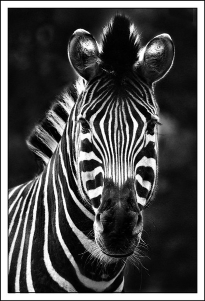 Zebra by staneC