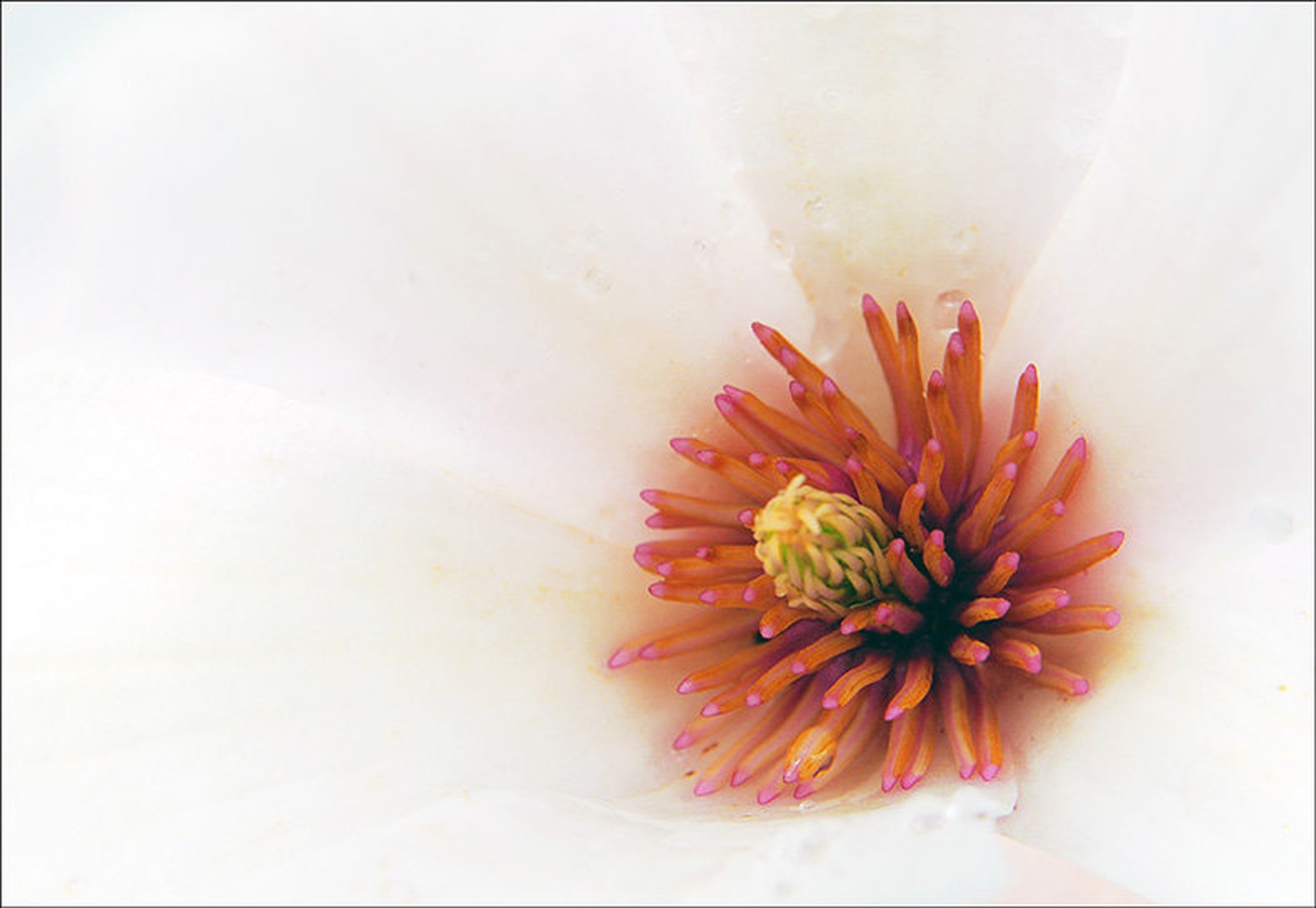 Cvet by