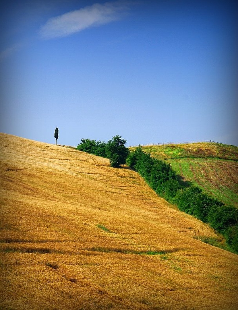 Polje by