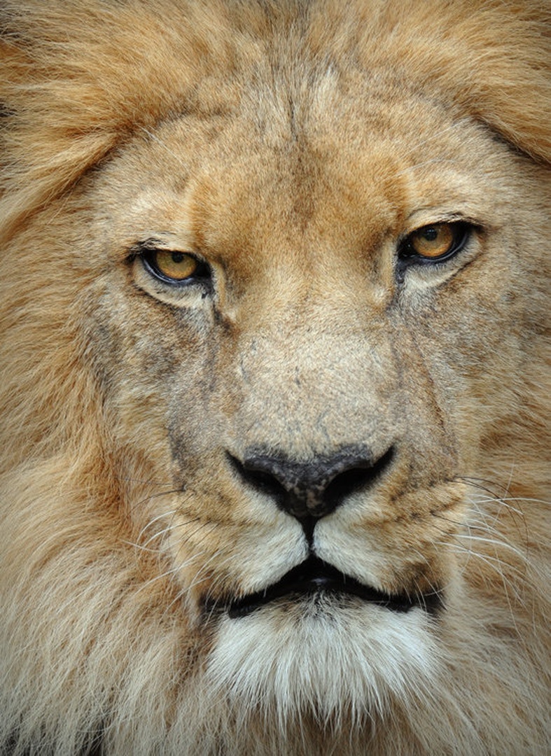 King by