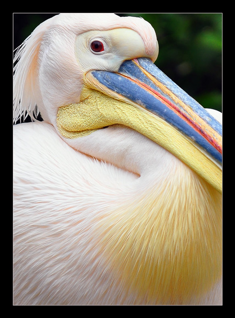 Pelikan by