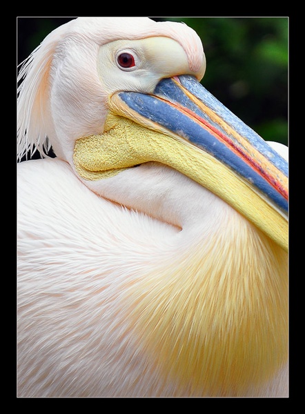 Pelikan by staneC