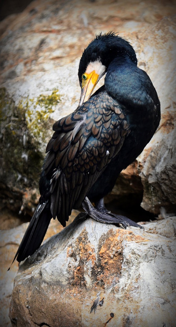 Kormoran by