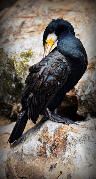 Kormoran by staneC