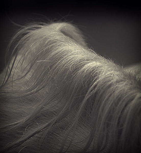 Griva by staneC