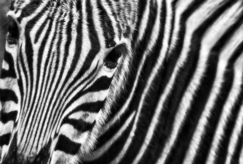 Zebra by staneC