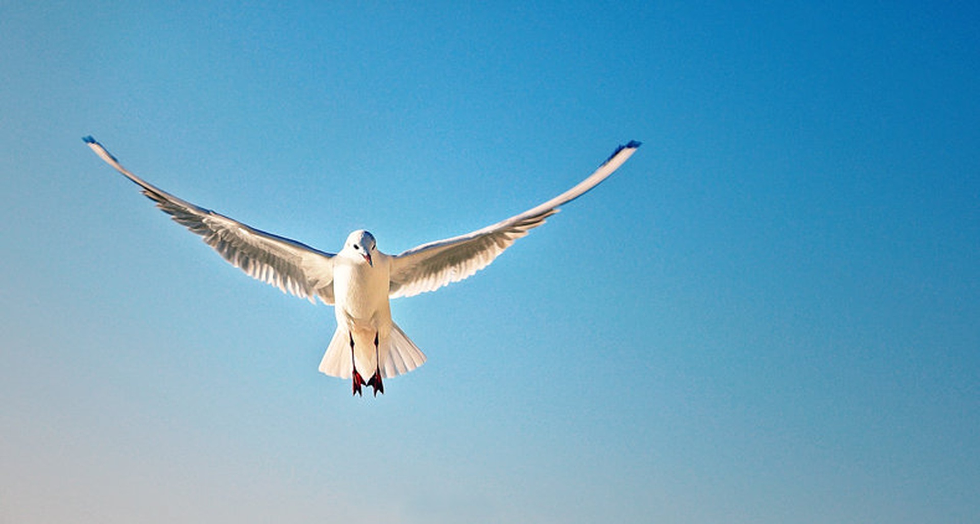 Galeb by