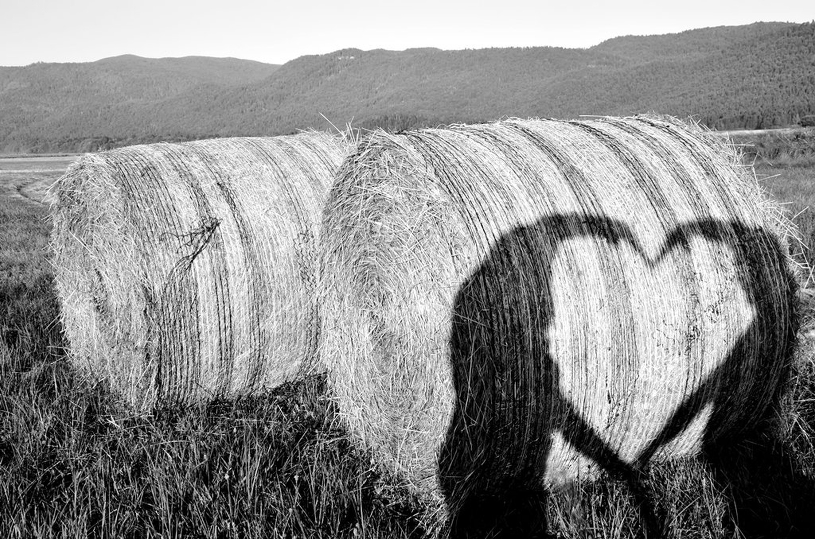 shadow of love by