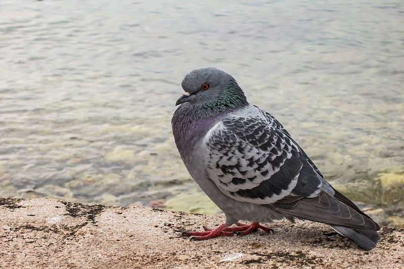 Golob na plaži by Damijan