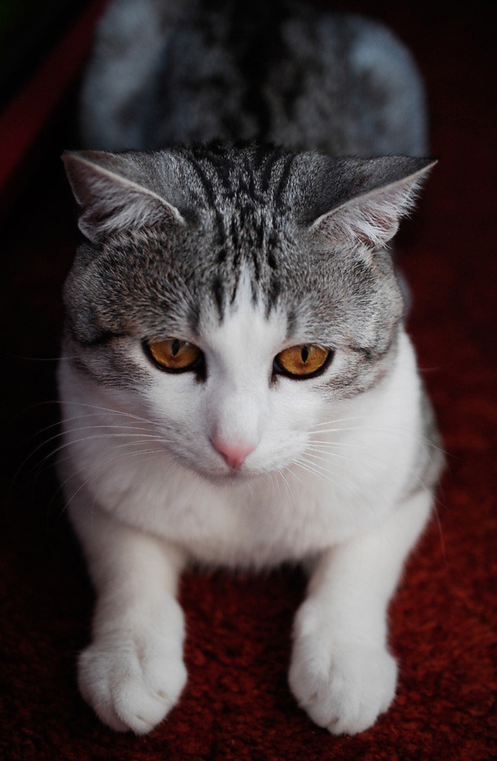 A Little Devil by