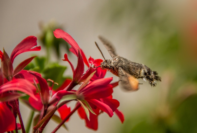Macroglossum stellatarum by Matic Žižek