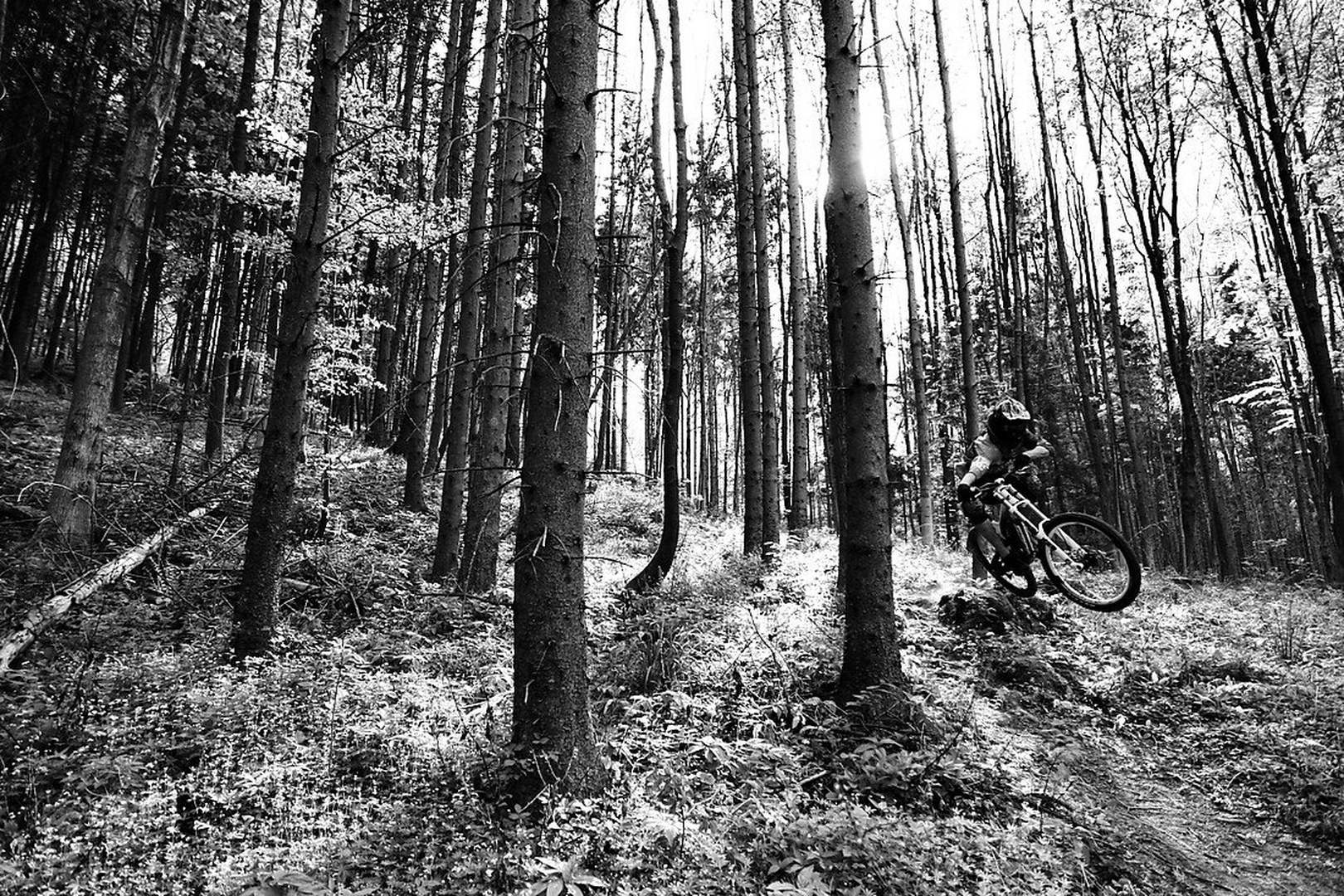 Forest rider by Boštjan Gartnar