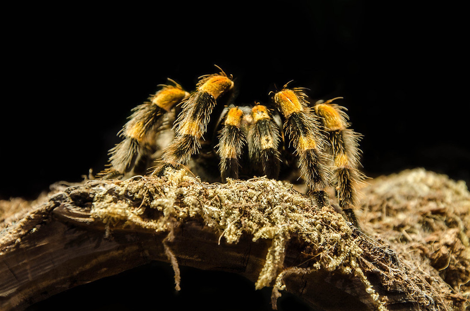 Brachypelma smithii spider by Primoz Omerzu