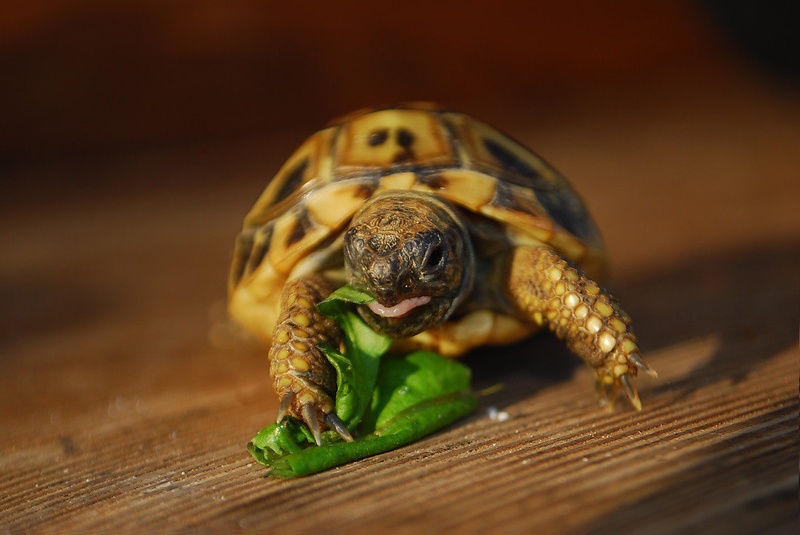 Baby turtle by Cloud