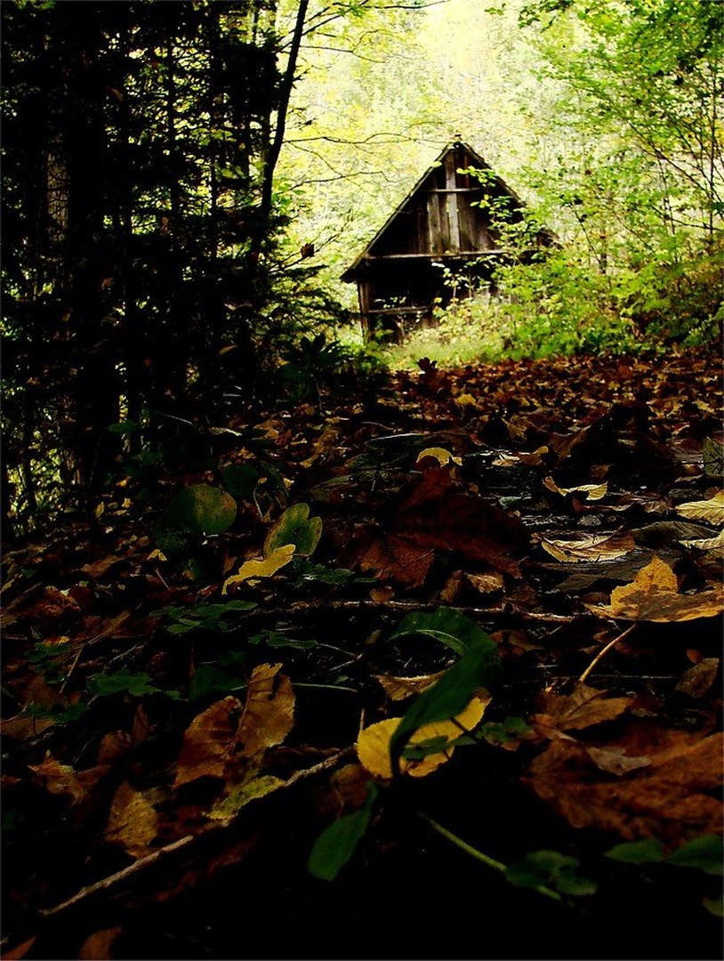 In the woods, chasing autumn... by Erik