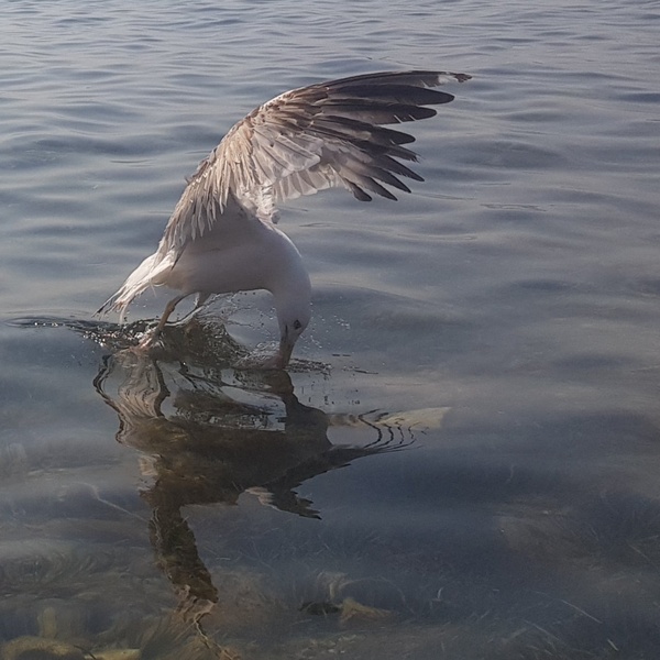 Galeb by Gorazd Svaljek