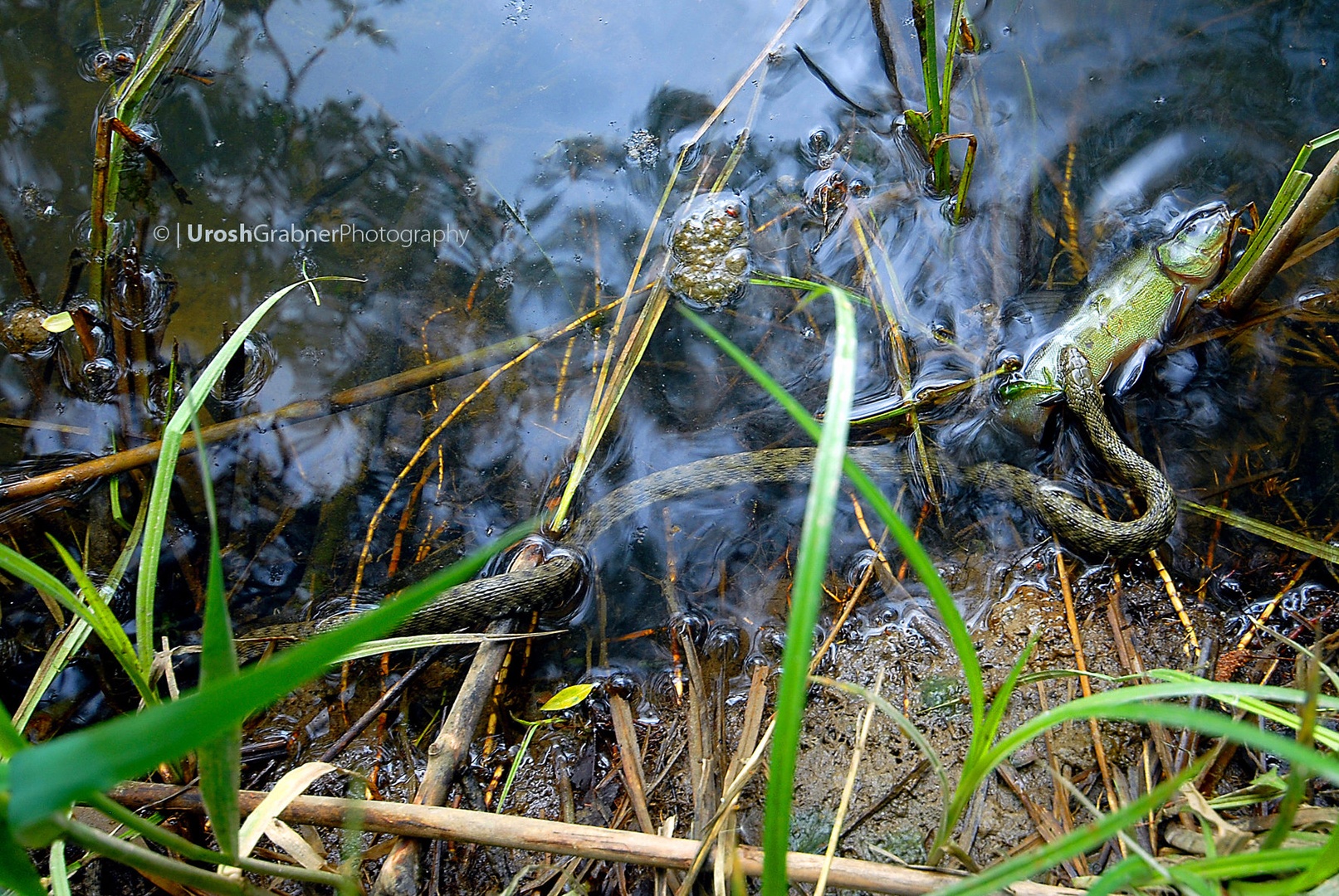 Kobranka (Natrix tessellata) na lovu by Urosh Grabner