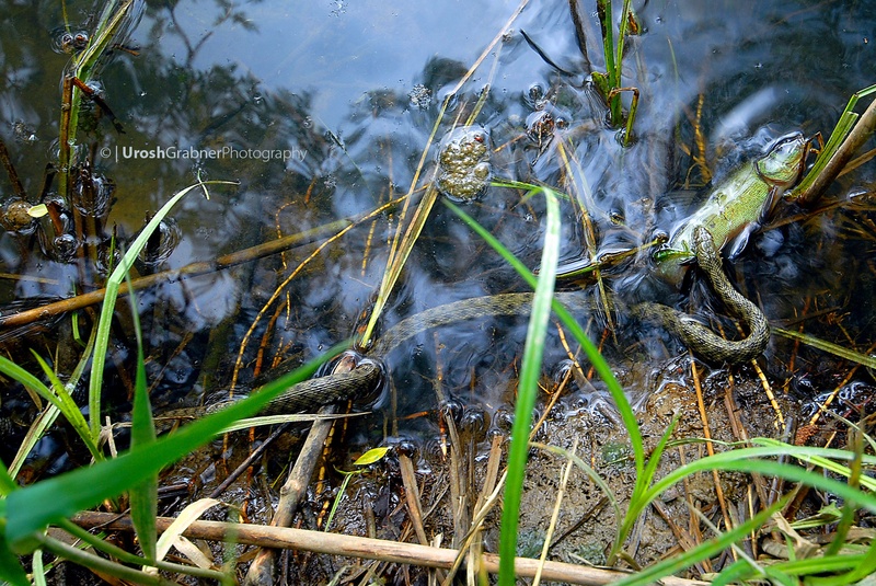 Kobranka (Natrix tessellata) na lovu by Urosh Grabner