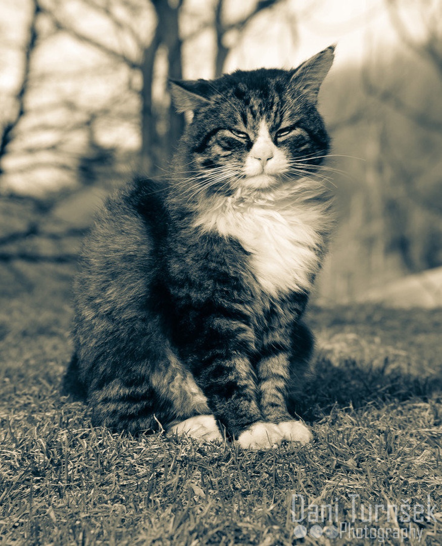 Mufi the cat by Danijel Turnšek